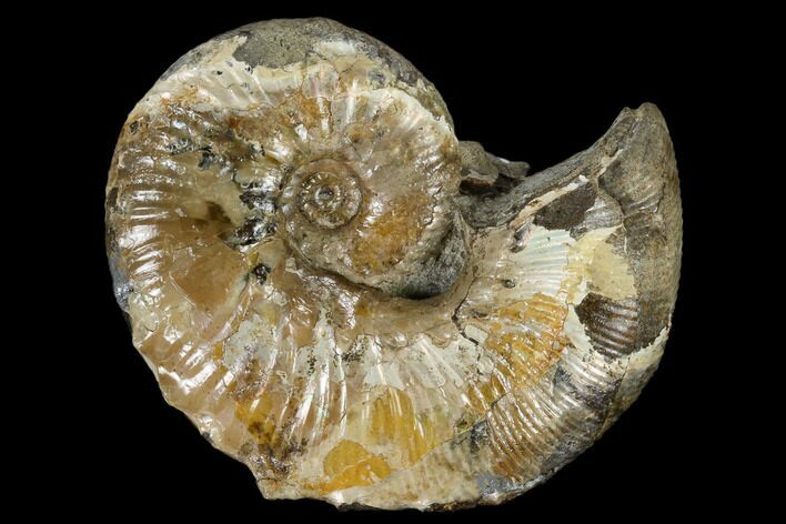 Fossil Ammonite (Hoploscaphites) - South Dakota #115153